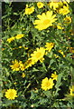 SW6028 : Corn Marigolds (Chrysanthemum segetum) by Rod Allday