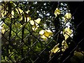 SX9057 : Leaves on a fence by Derek Harper