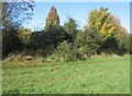 TL4555 : Vegetation along Hobson's Brook by Mr Ignavy