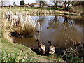 SO8160 : Duck pond at Sinton Green, near Hallow. by Mike Dodman