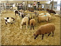 TL3451 : Indoor sheep pen by Mr Ignavy