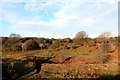 SS8677 : Trees, bushes and bracken in the north of Merthyr Mawr Warren by eswales