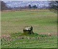 J3267 : Standing stone near the Giant's Ring by Rossographer