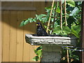 SY9895 : Blackbird taking a refreshing dip by Helen L Cave