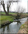 SO8496 : The Smestow Brook at Trescott, Staffordshire by Roger  D Kidd