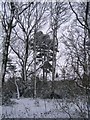 SP3078 : Scots pine, Hearsall Common by E Gammie