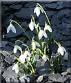 NO4550 : Snowdrops by Anne Burgess