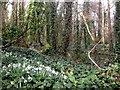 SZ1297 : Hurn, snowdrops by Mike Faherty