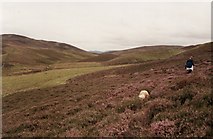  : Half-way between Lair, Glen Shee, and Kirkmichael by Elliott Simpson