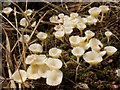 NS3778 : Small mushrooms on Sphagnum moss by Lairich Rig