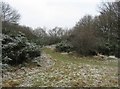 SP8406 : Frosty way through the vegetation by Mr Ignavy