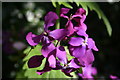 NJ3458 : Honesty (Lunaria annua) by Anne Burgess