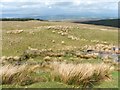 NS4779 : Sheepfold near Earl's Seat by Lairich Rig