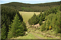 SS8993 : Forestry to the north west of Blaengarw by eswales