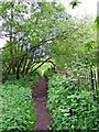 SO8378 : Public footpath through wood by P L Chadwick