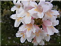 TM1659 : Tree Blossom, St Catherine's Church, Pettaugh by Geographer