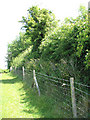 TM1996 : Tasburgh's ancient earthworks enclosure - medieval hedge by Evelyn Simak