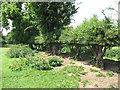 TM1996 : Tasburgh's ancient earthworks enclosure - medieval hedge by Evelyn Simak