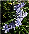 NF6604 : Spring Squill (Scilla verna) by Anne Burgess