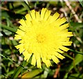 NJ3437 : Mouse-Ear Hawkweed (Pilosella officinarum) by Anne Burgess