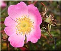 NJ3266 : Wild Rose (Rosa sp) by Anne Burgess