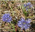 NJ3365 : Sheepsbit (Jasione montana) by Anne Burgess