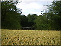 SJ8301 : Pool in Birch Coppice by Richard Law