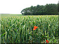 NU0427 : Wheatfield with poppies by Stephen Craven