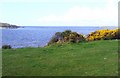 NX5749 : Grass above the shoreline by Ann Cook