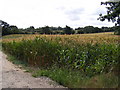 TM3775 : Maize Crop off the B1117 Halesworth Road by Geographer