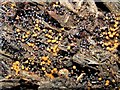 NS3977 : A slime mould - Metatrichia floriformis by Lairich Rig