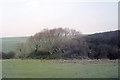 TQ8085 : Willow tree on Hadleigh Marsh by John Rostron