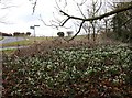 SP2357 : Snowdrops by the junction by David P Howard