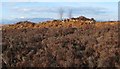 NS4781 : Stockie Muir Chambered Cairn by Lairich Rig