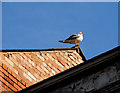 J3474 : Gull on roof, Belfast by Albert Bridge