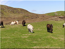  : Shetland Ponies by Robbie