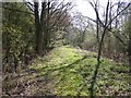 SP3050 : Trackbed on the S&MJR, near Combrook by David P Howard