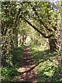 TM3977 : Footpath to New Reach & River Lane by Geographer