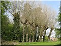 SP8280 : Pollarded willows at Rothwell by M J Richardson