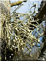 NS3383 : A lichen - Ramalina calicaris by Lairich Rig