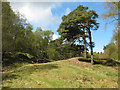 SJ8677 : Pines at Alderley Edge by Stephen Craven