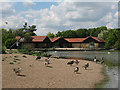 TQ4181 : Geese in Beckton District Park by Stephen Craven