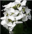 NJ2156 : White Honesty (Lunaria annua) by Anne Burgess