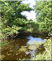 TM3370 : Pond at Moat Farm by Geographer