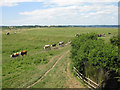 SO7105 : Cattle heading for Knott Pool by Pauline E