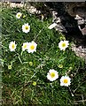 NK0530 : Sea Mayweed (Tripleurospermum maritimum) by Anne Burgess