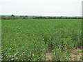 SK7143 : Farmland near Fosse Fields Farm by JThomas