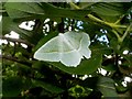 NS4373 : A moth: Light Emerald (Campaea margaritata) by Lairich Rig