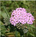 NO7048 : Yarrow (Achillea millefolium) by Anne Burgess