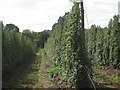 TQ8129 : Modern Hop Field by Oast House Archive